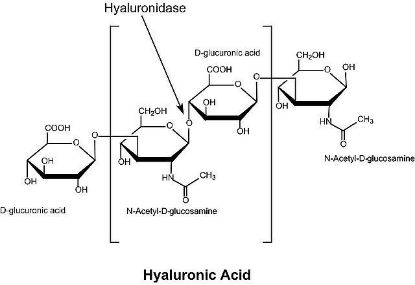 图片 透明质酸酶来源于牛睾丸，Hyaluronidase from bovine testes；Type IV-S, lyophilized powder (essentially salt-free), 750-3000 units/mg solid