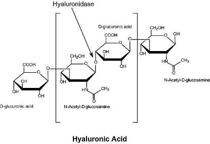 图片 透明质酸酶来源于绵羊睾丸，Hyaluronidase from sheep testes；Type V, lyophilized powder, ≥1,500 units/mg solid