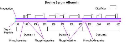 图片 牛血清白蛋白 [BSA]，Bovine Serum Albumin；chromatographically purified, New Zealand origin, low endotoxin, suitable for cell culture, pH 7, ≥98%