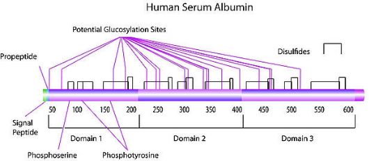 图片 人血清白蛋白 [人白蛋白]，Albumin human [HSA]；lyophilized powder, ≥97% (agarose gel electrophoresis)