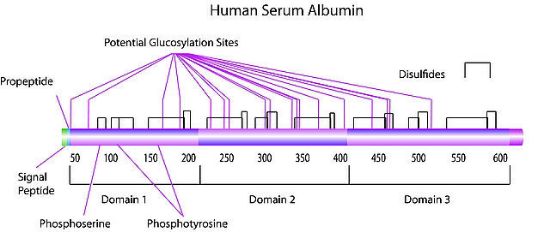 图片 人血清白蛋白 [人白蛋白]，Albumin human [rHSA]；recombinant, expressed in rice, lyophilized powder, suitable for cell culture, low endotoxin, ≥96% (SDS-PAGE)