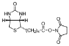 图片 (+)-生物素N-羟基琥珀酰亚胺酯，(+)-Biotin N-hydroxysuccinimide ester [BNHS, NHS-生物素]；≥98% (HPLC)