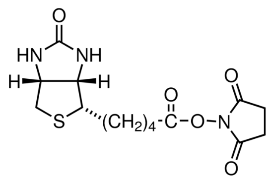 图片 (+)-生物素N-羟基琥珀酰亚胺酯，(+)-Biotin N-hydroxysuccinimide ester [BNHS, NHS-生物素]；≥98% (HPLC)