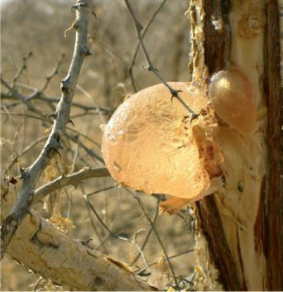 图片 阿拉伯树胶粉来源于刺槐，Gum arabic from acacia tree；spray dried