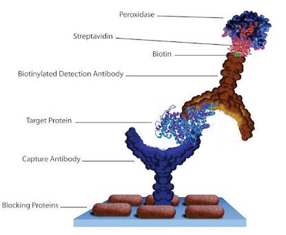 图片 链亲和素来源于阿维丁链霉菌 [链霉亲和素, SA]，Streptavidin from Streptomyces avidinii；affinity purified, lyophilized from 10 mM potassium phosphate, ≥13 U/mg protein