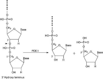 图片 磷酸二酯酶I来源于东部菱背响尾蛇毒液，Phosphodiesterase I from Crotalus adamanteus venom [PDE]；Type VI, crude dried venom