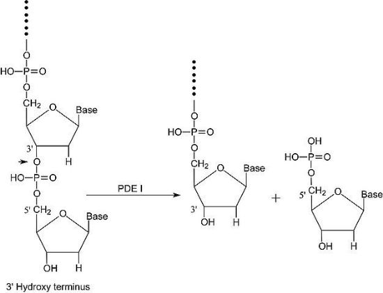 图片 磷酸二酯酶I来源于东部菱背响尾蛇毒液，Phosphodiesterase I from Crotalus adamanteus venom [PDE]；Type VI, crude dried venom