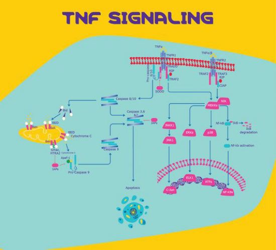 图片 人肿瘤坏死因子-α，Tumor Necrosis Factor-α human；TNF-α, recombinant, expressed in E. coli, powder, suitable for cell culture, ≥97% (SDS-PAGE)