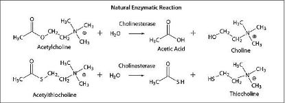 图片 乙酰胆碱酯酶来源于电鳗 [AChE]，Acetylcholinesterase from Electrophorus electricus (electric eel)；Type VI-S, lyophilized powder, 200-1,000 units/mg protein