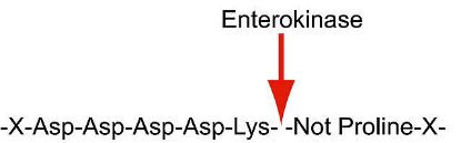 图片 肠激酶来源于牛肠 [肠肽酶]，Enterokinase from bovine intestine；powder