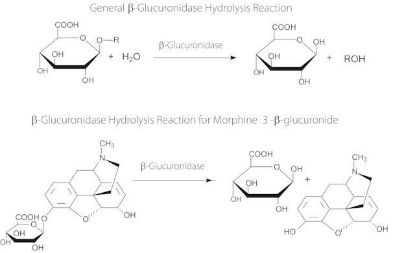 图片 β-葡萄糖醛酸酶来源于罗曼蜗牛，β-Glucuronidase from Helix pomatia；Type H-2, aqueous solution, ≥85,000 units/mL