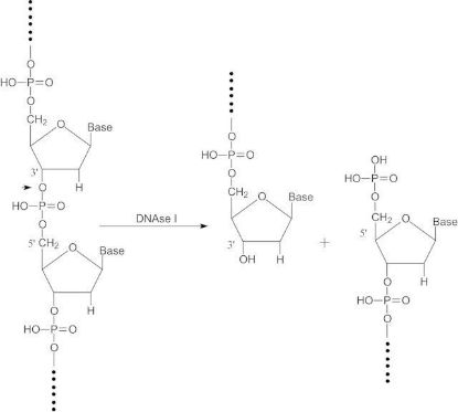 图片 脱氧核糖核酸酶I来源于牛胰腺，Deoxyribonuclease I from bovine pancreas [DNase I]；Type IV, lyophilized powder, ≥2,000 Kunitz units/mg protein