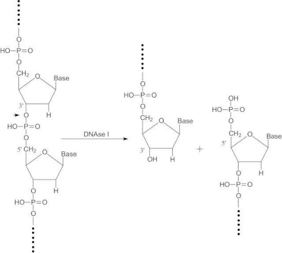 图片 脱氧核糖核酸酶I来源于牛胰腺，Deoxyribonuclease I from bovine pancreas [DNase I]；Type IV, lyophilized powder, ≥2,000 Kunitz units/mg protein