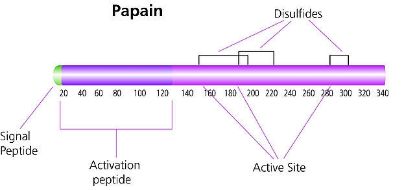 图片 木瓜蛋白酶来源于木瓜乳液，Papain from papaya latex [Papainase]；crude powder, 1.5-10 units/mg solid