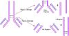 图片 木瓜蛋白酶来源于木瓜乳液，Papain from papaya latex [Papainase]；crude powder, 1.5-10 units/mg solid