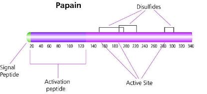 图片 木瓜蛋白酶来源于木瓜乳液，Papain from papaya latex [Papainase]；lyophilized powder, ≥10 units/mg protein
