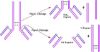 图片 木瓜蛋白酶来源于木瓜乳液，Papain from papaya latex [Papainase]；lyophilized powder, ≥10 units/mg protein