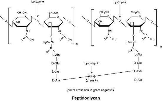 图片 溶菌酶来源于人，Lysozyme human；recombinant, expressed in rice, ≥100,000 units/mg protein, lyophilized powder