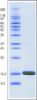 图片 溶菌酶来源于鸡蛋白，Lysozyme from chicken egg white；BioUltra, lyophilized powder, ≥98% (SDS-PAGE), ≥40,000 units/mg protein