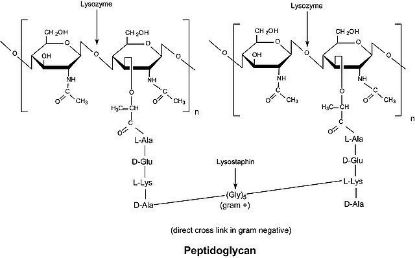 图片 溶菌酶来源于鸡蛋白，Lysozyme from chicken egg white；lyophilized powder, protein ≥90%, ≥40,000 units/mg protein