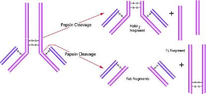 图片 胃蛋白酶来源于猪胃粘膜，Pepsin from porcine gastric mucosa；lyophilized powder, ≥3,200 units/mg protein