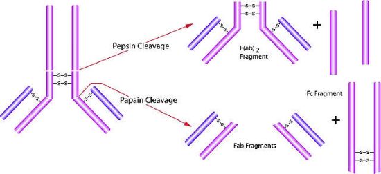 图片 胃蛋白酶来源于猪胃粘膜，Pepsin from porcine gastric mucosa；lyophilized powder, ≥3,200 units/mg protein