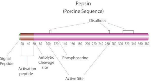 图片 胃蛋白酶来源于猪胃粘膜，Pepsin from porcine gastric mucosa；lyophilized powder, ≥2,500 units/mg protein (E1%/280)