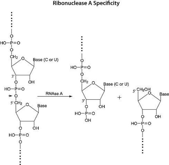 图片 核糖核酸酶A来源于牛胰腺 [RNA酶A]，Ribonuclease A from bovine pancreas [RNase A]；for molecular biology, ≥70 Kunitz units/mg protein, lyophilized