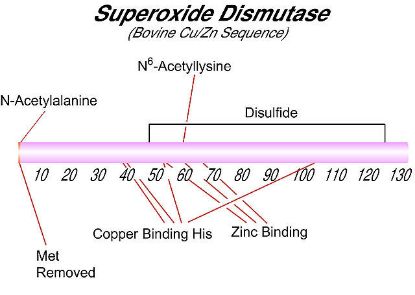 图片 超氧化物歧化酶来源于牛红细胞，Superoxide Dismutase from bovine erythrocytes [SOD]；≥3,000 units/mg protein, BioReagent, lyophilized powder, suitable for cell culture