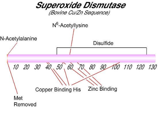 图片 超氧化物歧化酶来源于牛红细胞，Superoxide Dismutase from bovine erythrocytes [SOD]；≥3,000 units/mg protein, BioReagent, lyophilized powder, suitable for cell culture