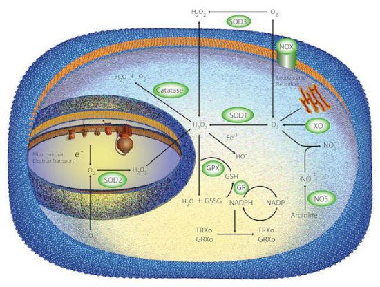 图片 超氧化物歧化酶来源于人类红细胞，Superoxide Dismutase from human erythrocytes [SOD]；essentially salt-free, lyophilized powder, ≥2,500 units/mg protein