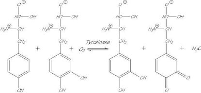 图片 酪氨酸酶来源于蘑菇，Tyrosinase from mushroom；lyophilized powder, ≥1000 unit/mg solid