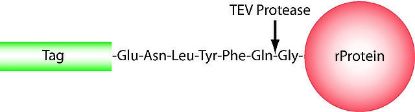 图片 TEV蛋白酶，TEV Protease [rTEV, TEVp]；expressed in E. coli, ≥3,000 units/mg protein