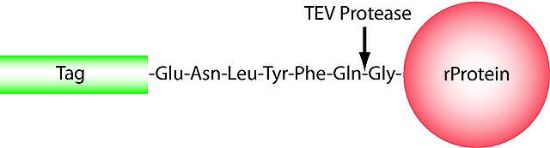 图片 TEV蛋白酶，TEV Protease [rTEV, TEVp]；expressed in E. coli, ≥3,000 units/mg protein