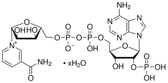 图片 β-磷酸烟酰胺腺嘌呤二核苷酸水合物 [氧化型辅酶II, TPN, β-NADP]，β-Nicotinamide adenine dinucleotide phosphate hydrate；≥95% (HPLC); ≥95% (spectrophotometric assay)