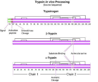 图片 TPCK处理的胰蛋白酶，Trypsin from bovine pancreas；TPCK Treated, essentially salt-free, lyophilized powder, ≥10,000 BAEE units/mg protein