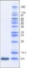 图片 抑肽酶来源于牛肺，Aprotinin from bovine lung [BPTI]；BioUltra, 3-8 TIU/mg solid, ≥98% (SDS-PAGE)