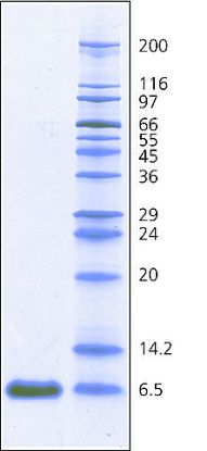 图片 抑肽酶来源于牛肺，Aprotinin from bovine lung [BPTI]；BioUltra, 3-8 TIU/mg solid, ≥98% (SDS-PAGE)