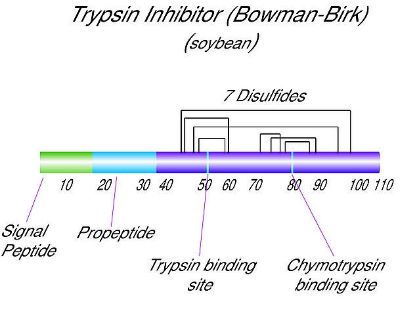 图片 胰蛋白酶-胰凝乳蛋白酶抑制剂来源于大豆，Trypsin-chymotrypsin inhibitor from Glycine max (soybean)；Bowman-Birk Inhibitor, lyophilized powder
