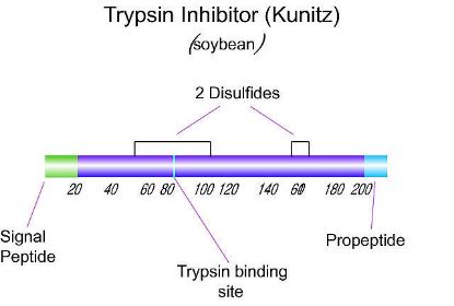 图片 胰蛋白酶抑制剂来源于大豆，Trypsin inhibitor from Glycine max (soybean) [SBTI]；lyophilized powder