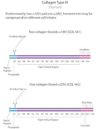 图片 胶原蛋白IV型来源于人类胎盘，Collagen from human placenta；Bornstein and Traub Type IV, powder, BioReagent, suitable for cell culture