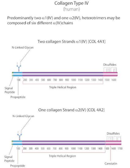 图片 胶原蛋白IV型来源于人类胎盘，Collagen from human placenta；Bornstein and Traub Type IV, powder