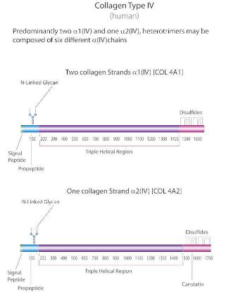 图片 胶原蛋白IV型来源于人类胎盘，Collagen from human placenta；Bornstein and Traub Type IV, powder