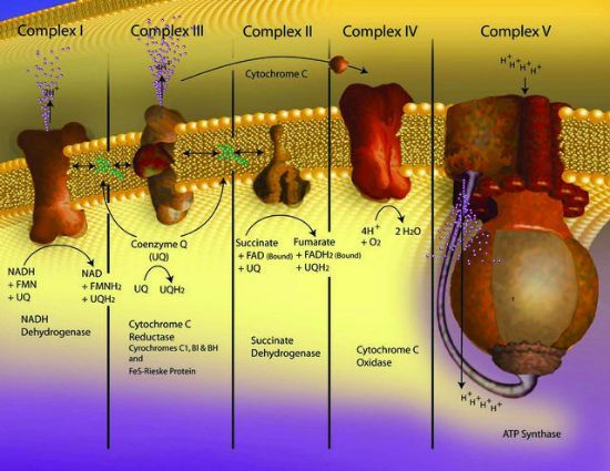 图片 细胞色素C来源于牛心脏，Cytochrome c from bovine heart；≥95% based on Mol. Wt. 12,327 basis