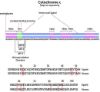 图片 细胞色素C来源于马心脏，Cytochrome c from equine heart；≥95% (SDS-PAGE)