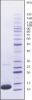 图片 细胞色素C来源于马心脏，Cytochrome c from equine heart；≥95% (SDS-PAGE)