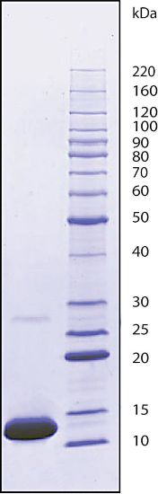 图片 细胞色素C来源于马心脏，Cytochrome c from equine heart；≥95% (SDS-PAGE)