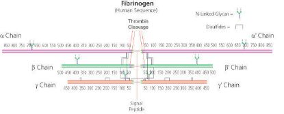 图片 牛纤维蛋白原，Fibrinogen from bovine plasma [Factor I]；65-85% protein (≥75% of protein is clottable)