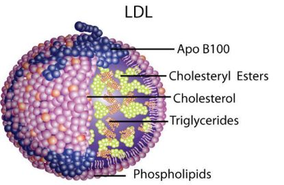 图片 低密度脂蛋白来源于人类血浆，Lipoprotein, low density from human plasma [LDL]；lyophilized powder