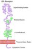 图片 低密度脂蛋白来源于人类血浆，Lipoprotein, low density from human plasma [LDL]；lyophilized powder